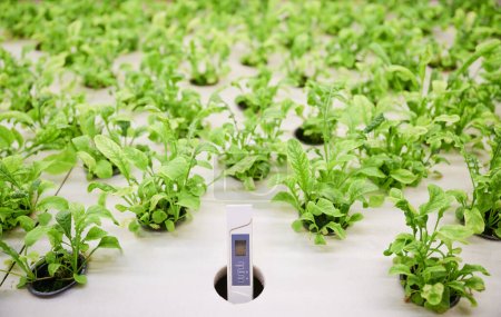 Foto de Close up of water conductivity meter device and plant seedlings in cells of wooden shelf in greenhouse. Digital hydrotester and green leafy plants in containers. - Imagen libre de derechos