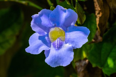 Photo for Blue Flower Bengal Clock Vine Fairchild Garden Coral Gables Florida Thunbergia Grandiflora Also know as Bengal Trumpet and Star of Mysore - Royalty Free Image