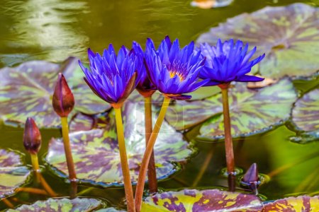 Photo for Blue Flower Nymphea King Water Lily Green Pads Fairchild Garden Coral Gables Florida Nymphaea nouchali Native to Asia - Royalty Free Image