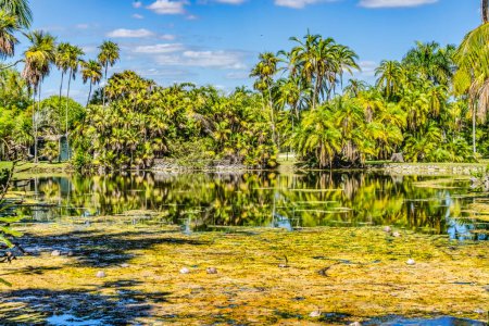 Palm Trees Coconuts Yellow Grass Lake Reflectioin Fairchild Tropical Botanic Garden Coral Gables Florida