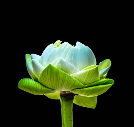 Photo for Lotus Bud Buddha Temple Grand Palace Bangkok Thailand Lotus bud white center Buddhist symbol of purity Unopened bud folded soul unfold and open to divine truth - Royalty Free Image