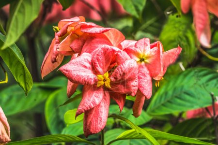 Rosa Naranja Colorido Agboy Flowers Mussaenda Philippica Cultivado como un árbol originario de Phillipines