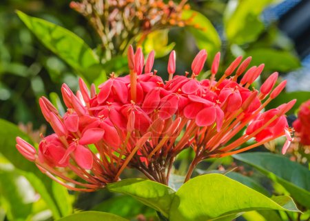 Photo for Colorful Pink Tropical Jungle Geranium Flowers Ixora Coccinea Green Leaves Waikiki Oahu Hawaii. - Royalty Free Image