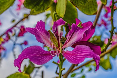 Foto de Colorido rosa árbol de la orquídea de Hong Kong Bauhinia Blakeana Flowers Waikiki Honolulu Hawaii. Originaria de Hong Kong - Imagen libre de derechos