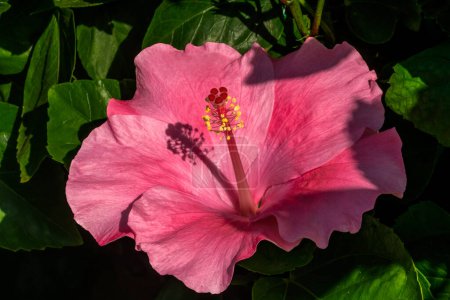 Téléchargez les photos : Viceroy Dark Pink Tropical Hibiscus Flowers Feuilles vertes Honolulu Hawaii. Hibiscus est la fleur de l'État d'Hawaï. - en image libre de droit