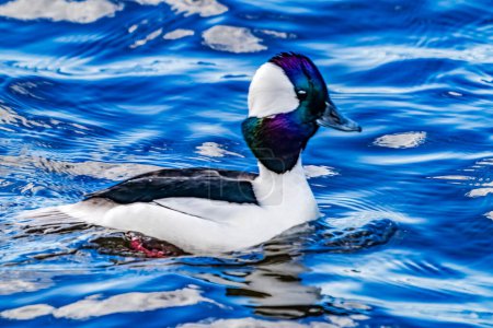 Photo for Bufflehead Duck Blue Waters Lake Washington Bellevue Washiington. Native to North America - Royalty Free Image