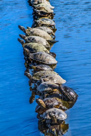 Téléchargez les photos : Premier jour du printemps Ligne de tortue peinte de l'Ouest Sunning Themselves Chrysemys picta Juanita Bay Park Lac Washington Kirkland Washiington - en image libre de droit