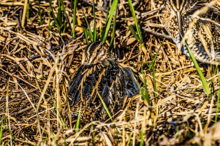Photo for Wilson's Snipes Hiding in Grass Gallinago Delicata Shorebirds Juanita Bay Park Lake Washington Kirkland Washiington - Royalty Free Image