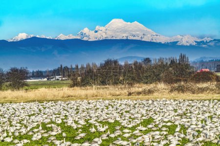 Téléchargez les photos : Milliers Oies des neiges Oies des neiges Montagnes Mount Baker Skagit Valley Washington - en image libre de droit