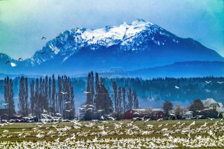 Téléchargez les photos : Des milliers d'Oies des neiges Volant Montagne enneigée Skagit Valley Washington - en image libre de droit