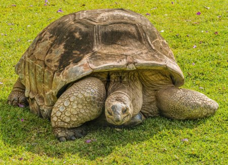 Photo for Brown Tan Aldabra Giant Tortoise Aldabrachelys gigantea Waikiki Hawaii. Native to Madagascar.  Tortoises can live to a 200 years old. - Royalty Free Image