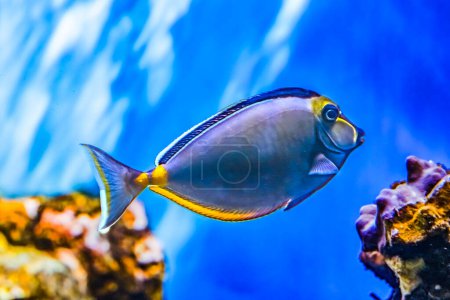 Foto de Colorido Naso Tang Tropical Fish Unicornfish Naso lituratus Waikiki Oahu Hawaii. - Imagen libre de derechos