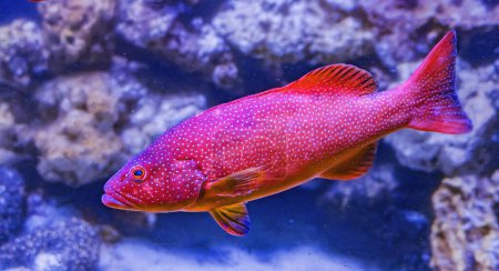 Photo for Colorful Red Coral Grouper Cephalopholis miniata Tropical Fish Waikiki Oahu Hawaii. Found in coral and reefs in tropical waters, including Pacific Ocean. - Royalty Free Image