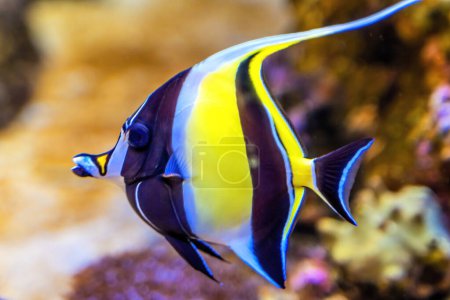 Colorful Yellow Black White Moorish Idol Fish Zanclus cornutus Waikiki Oahu Hawaii. Throughout Pacific Ocean.