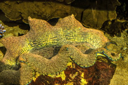 Téléchargez les photos : Palourde géante colorée Mollusque Bivalve Tridacna gigas Waikiki Oahu Hawaii. Le plus grand mollusque bivalves du monde et des espèces menacées. Trouvé dans l'océan Pacifique. Petits yeux bleus. - en image libre de droit