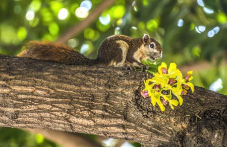 Photo for Finlayson's Variable Squirrel Callosciurus finlaysonii Yellow Orchid Flowers Tree Wat Pho Po Temple Complex Bangkok Thailand. Squirrel native to Thailand. One of oldest temples in Thailand. - Royalty Free Image