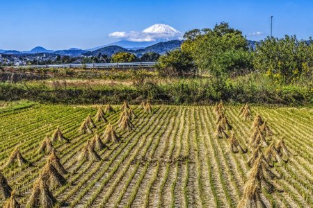 Foto de Campo de arroz colorido Campo de agricultura rural Campo nevado Monte Fuji Montaña Hiratuska Kanwagawa Japón. La montaña más alta de Japón a más de 12.000 pies. - Imagen libre de derechos