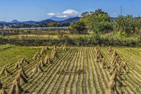 Foto de Campo de arroz colorido Campo de agricultura rural Campo nevado Monte Fuji Montaña Hiratuska Kanwagawa Japón. La montaña más alta de Japón a más de 12.000 pies. - Imagen libre de derechos