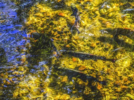 Photo for Multi-Colored Salamon Issaquah Creek Washington. Every autumn salmon come up creek to Hatchery creating a kaleidoscope of color. Salmon come from as far as 3,000 miles. - Royalty Free Image