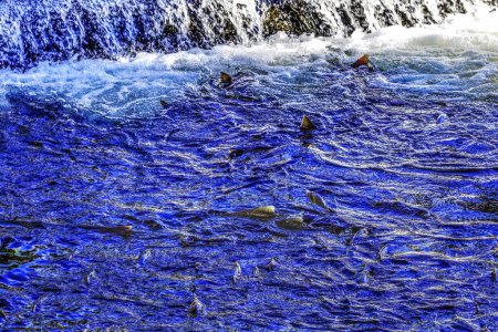 Photo for Multi-Colored Salamon Dam Issaquah Creek Washington. Every autumn salmon come up creek to Hatchery creating a kaleidoscope of color. Salmon come from as far as 3,000 miles. - Royalty Free Image