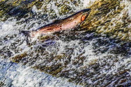 Photo for Colorful Pink Salamon Jumping Dam Issaquah Creek Washington. Every autumn salmon come up creek to Hatchery. Salmon come from as far as 3,000 miles. - Royalty Free Image