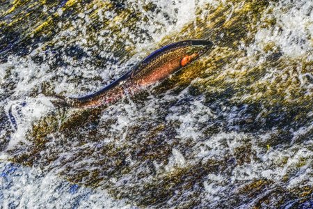 Photo for Colorful Pink Salamon Jumping Dam Issaquah Creek Washington. Every autumn salmon come up creek to Hatchery. Salmon come from as far as 3,000 miles. - Royalty Free Image