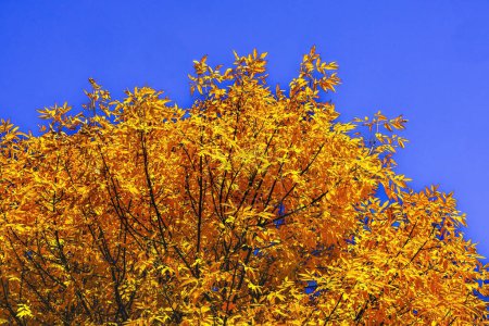 Photo for Colorful Orange Fall Leaves Ash Tree Autumn Front Street Issaquah Washngton United States - Royalty Free Image