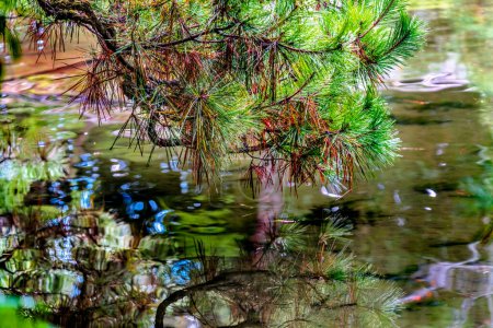 Foto de Colorido árbol de pino Reflexión del agua Jardín abstracto West Lake Heian santuario sintoísta Kyoto Japón. Construido en 1895 copia del Palacio Imperial de los 1100. - Imagen libre de derechos