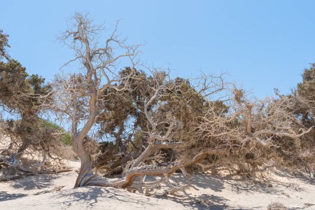 Téléchargez les photos : Célèbres cèdres sur l'île grecque de Chrissi - en image libre de droit