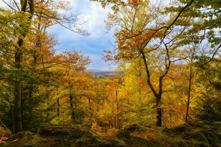 Photo for Autumnal forest in the Harz National Park - Royalty Free Image