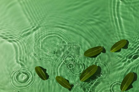 Photo for Natural Green Texture. Nature Concept. Green Leaf floating on Freshness Smooth Water Ripple. Background for Environmental and Sustainable Resources. Top View - Royalty Free Image