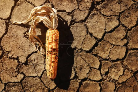 Photo for Food Security, World Food Crisis Concept. Environmental Impact. Global Issues in Agricultural Food Production. Dry and Wilted Corn on Cracked Soil, Desertification, Water, Pollution, Energy and Climate Change - Royalty Free Image