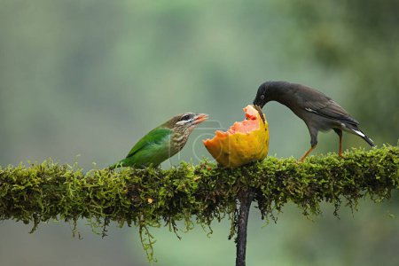 Foto de Barbudo de mejillas blancas (pequeño verde) que tiene frutas como alimento. Increíble foto con buen fondo. Mejor observar cuando las aves se alimentan de su comida. - Imagen libre de derechos