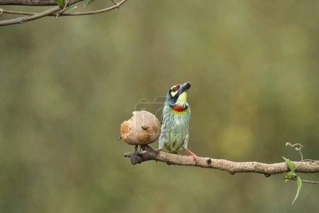 Foto de Coppersmith barbudo que tiene frutas con un hermoso fondo en Karnataka, India. Hermoso pájaro con hermoso fondo. Se puede utilizar como fondo de pantalla. - Imagen libre de derechos