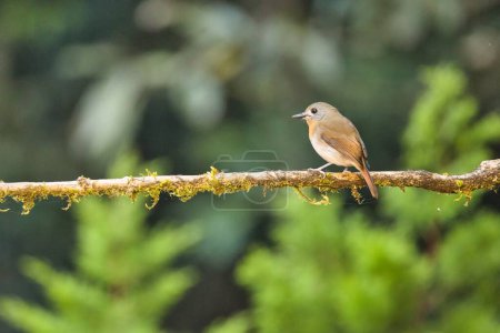 Photo for White bellied blue flycatcher female bird sitting on the branch of a tree. Amazing photo  with beautiful background. Best to watch birds when they are in the beautiful background - Royalty Free Image