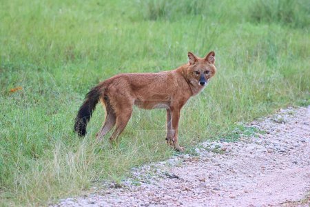 Photo for Dhole or wild dog at Pench National Park with beautiful background stalking at deer - Royalty Free Image
