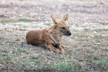 Photo for Dhole or wild dog at Pench National Park with beautiful background stalking at deer - Royalty Free Image