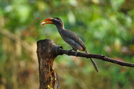 Most Beautiful Malabar grey hornbill having fruits with beautiful background at Thattekad,Kerala,India