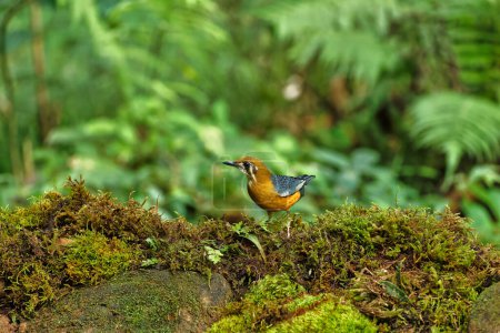 Orange Headed Ground Thrush sitting on the perch of the tree feeding on insects with beautiful background. Mostly suitable for wallpapers.