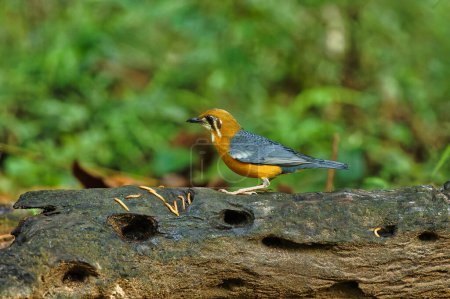 Orangefarbene Erddrossel sitzt auf der Sitzstange des Baumes und ernährt sich von Insekten mit schönem Hintergrund. Meist für Tapeten geeignet.