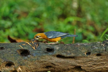 Orangefarbene Erddrossel sitzt auf der Sitzstange des Baumes und ernährt sich von Insekten mit schönem Hintergrund. Meist für Tapeten geeignet.