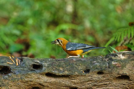 Orange Headed Ground Thrush sitting on the perch of the tree feeding on insects with beautiful background. Mostly suitable for wallpapers.