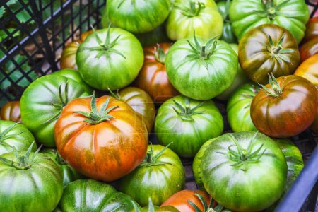 Foto de Tomates frescos maduros y verdes, diferentes variedades, recién recogidos. Fondo alimentario - Imagen libre de derechos