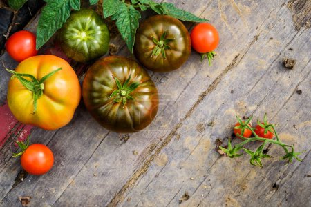 Téléchargez les photos : Tomates fraîches mûres et vertes, différentes variétés, vient de ramasser. Contexte alimentaire - en image libre de droit