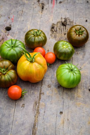 Photo for Fresh ripe and green tomatoes, different varieties, just picked up . Food background - Royalty Free Image