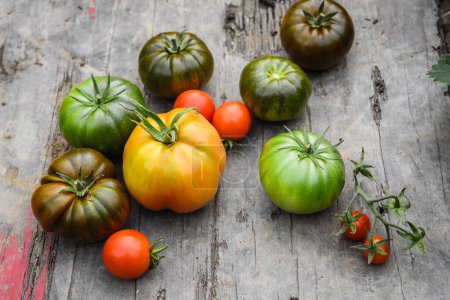 Foto de Tomates frescos maduros y verdes, diferentes variedades, recién recogidos. Fondo alimentario - Imagen libre de derechos