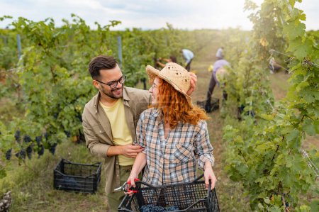 Photo for Young people working in a vineyard harvesting grapes - Royalty Free Image