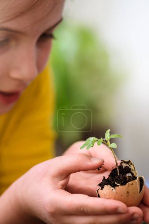 Téléchargez les photos : Mains tenant une plante de tomate plantée en coquille d'oeuf. Concept d'écologie et de jardinage biologique. - en image libre de droit