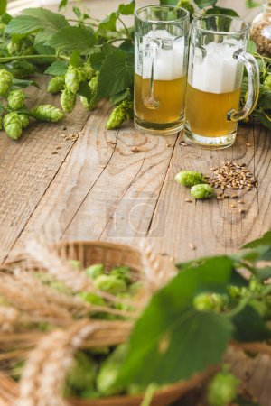 Foto de Lúpulo verde fresco y tazas con cerveza - Imagen libre de derechos