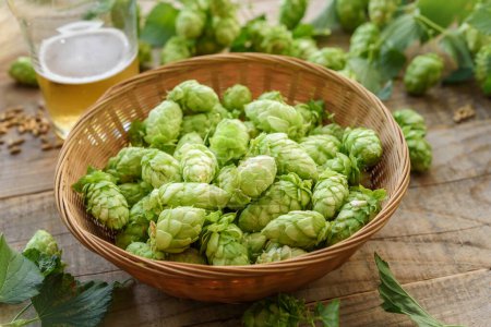 Photo for Green hop cones and glass of beer on wooden background - Royalty Free Image